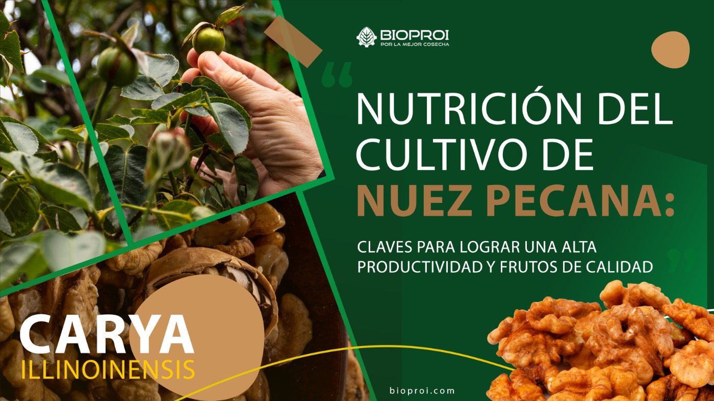 Cultivo de nuez pecana