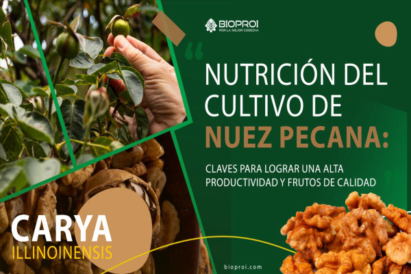 Cultivo de nuez pecana 