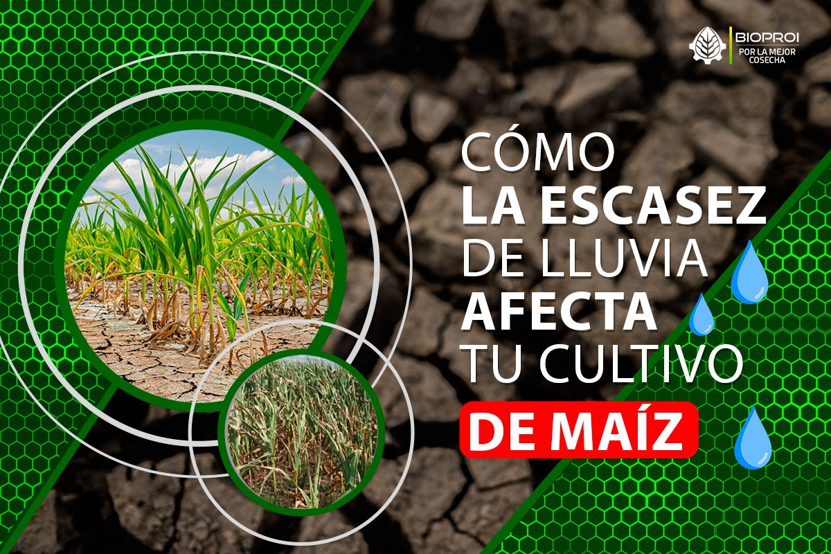 Cultivo de maíz afectado por la sequia de esta temporada 2023