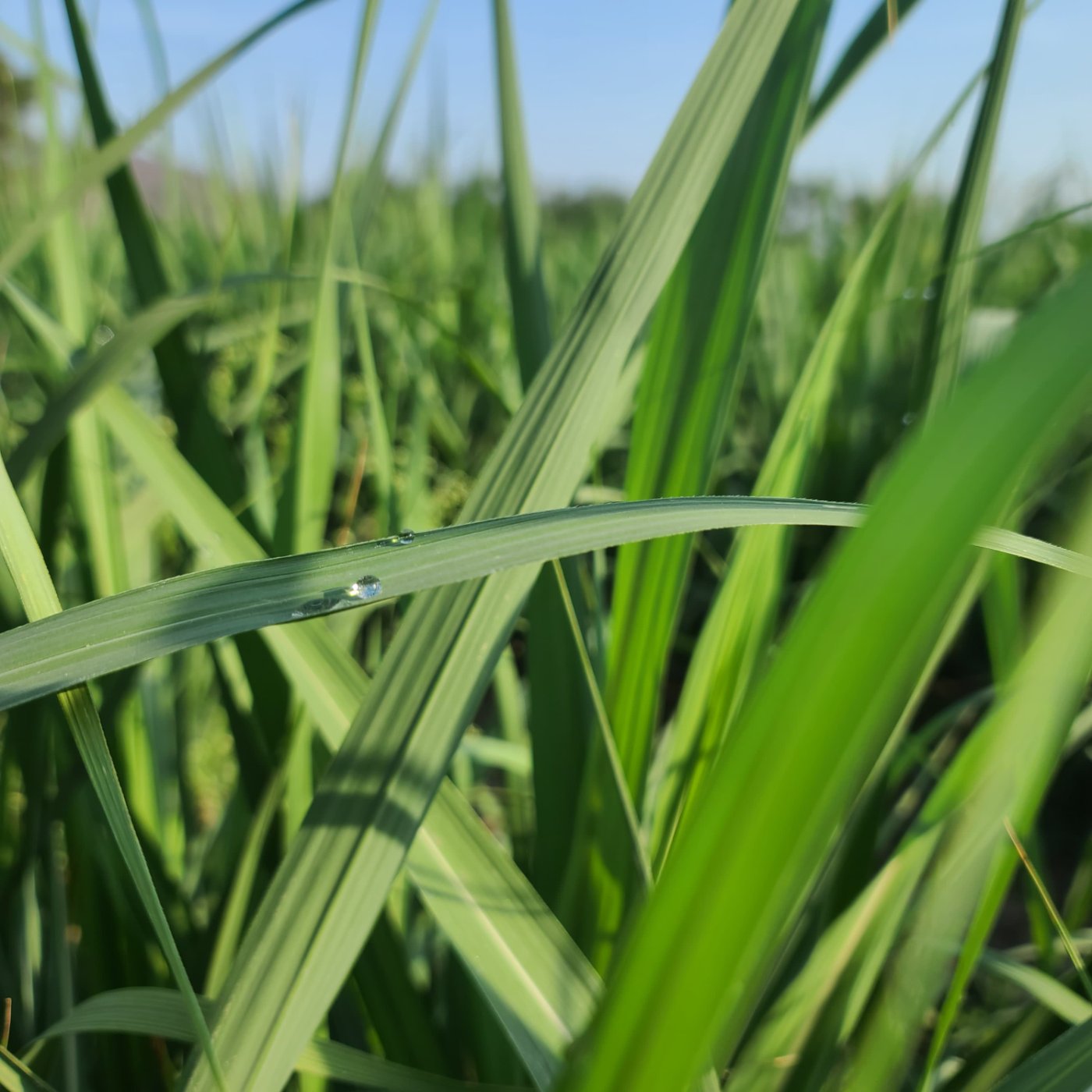 variedad de caña de azúcar 