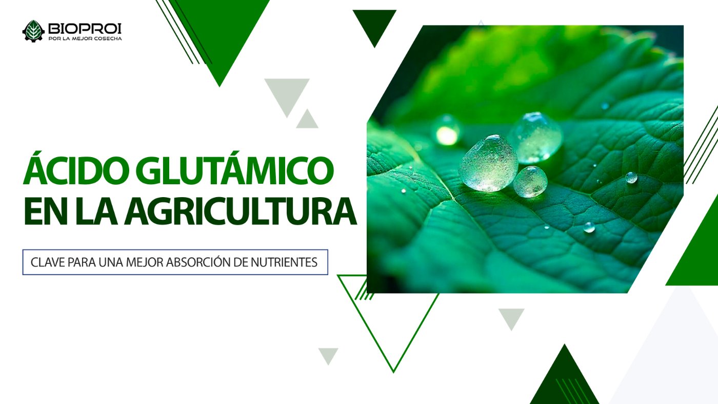 GOTAS DE AGUA SOBRE HOJA VERDE