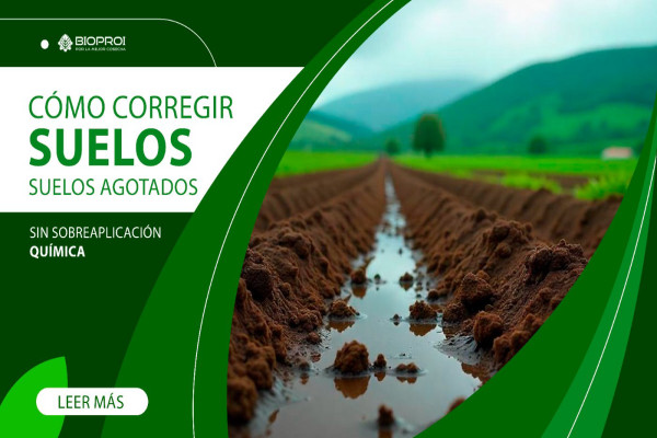 suelos sanos y húmedos 