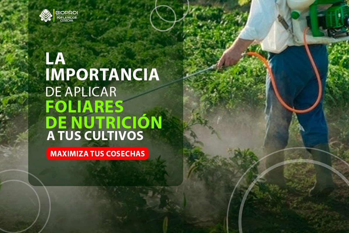 Aplicación foliar en cultivo 