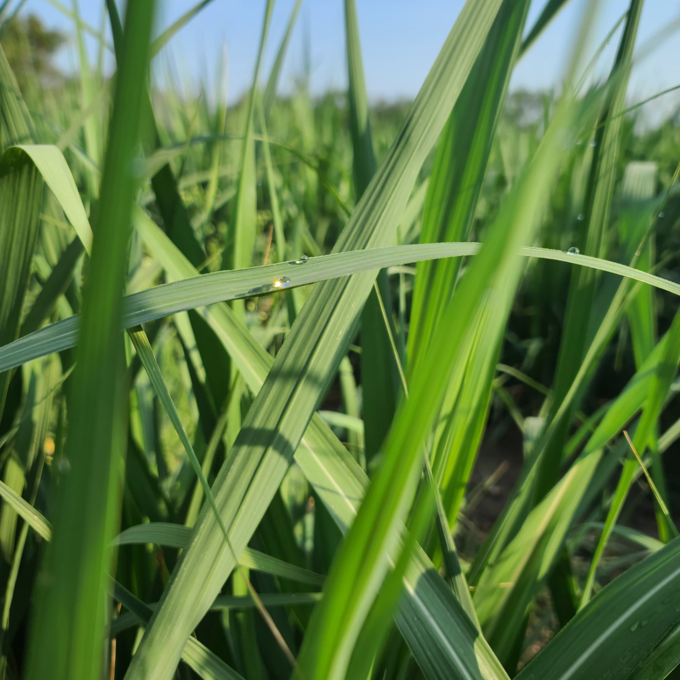 Cultivo de caña de azúcar sano y fuerte 