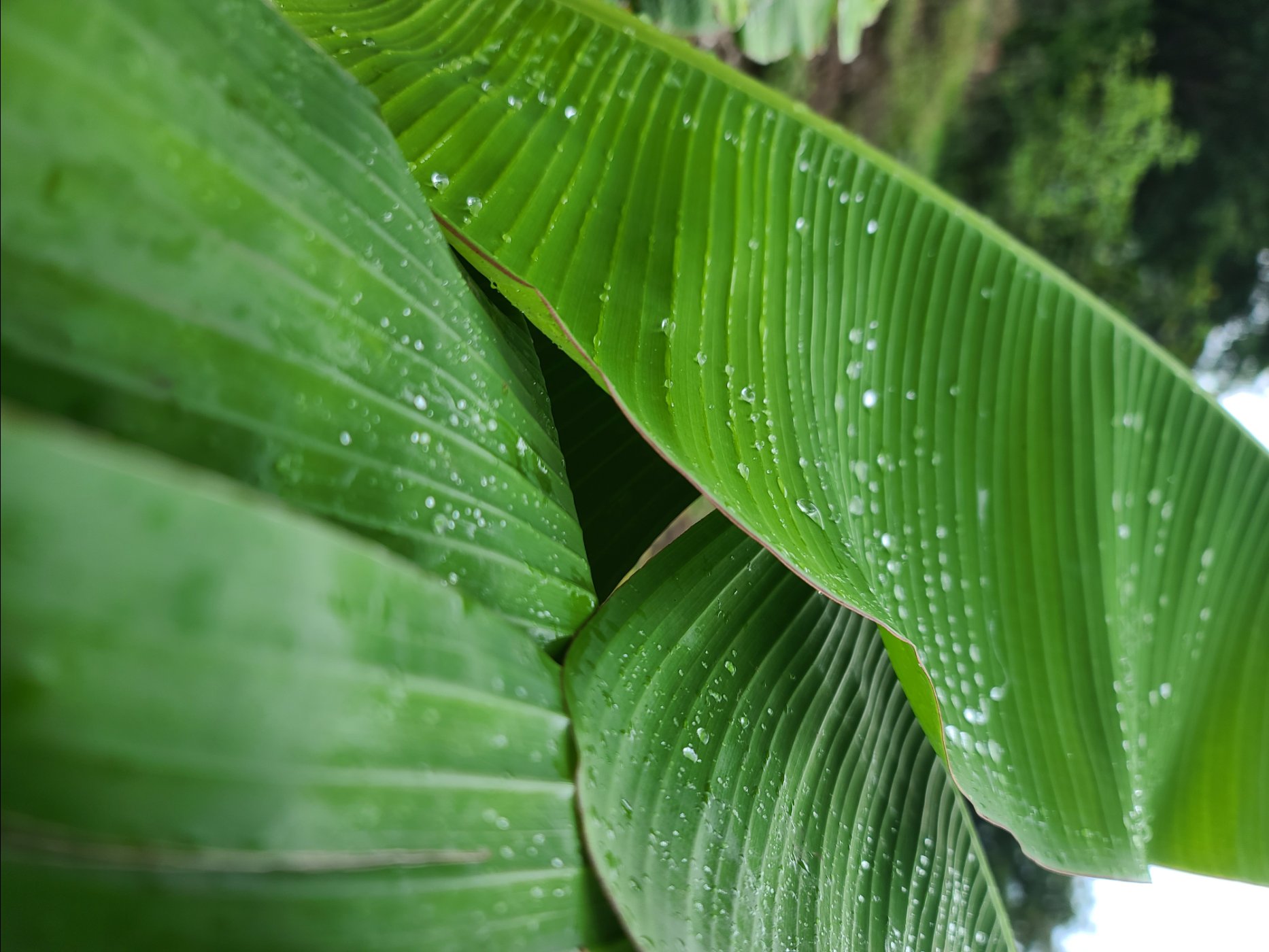 hoja de plátano muy verde y sana