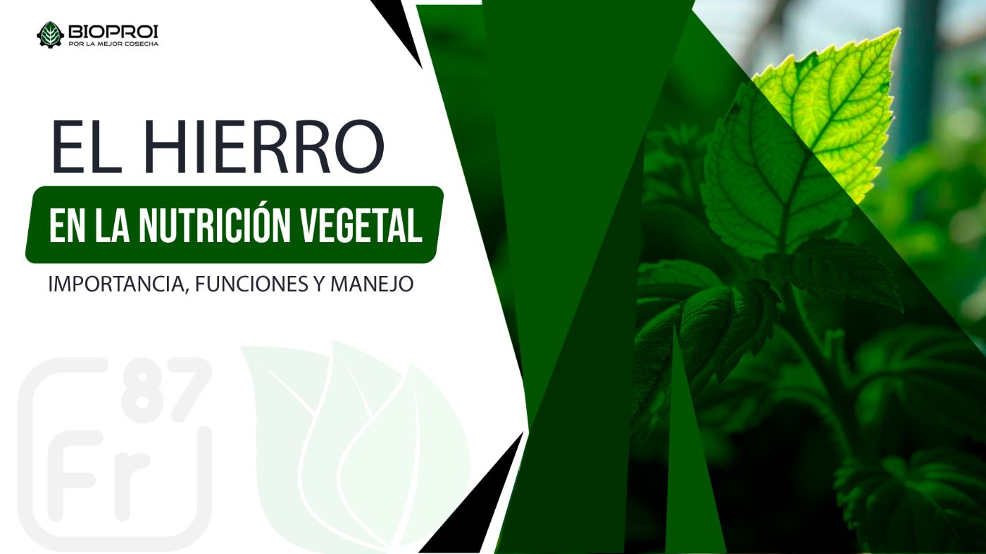 PLANTAS VERDES