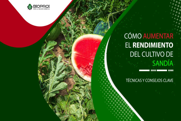 cultivo de sandía 
