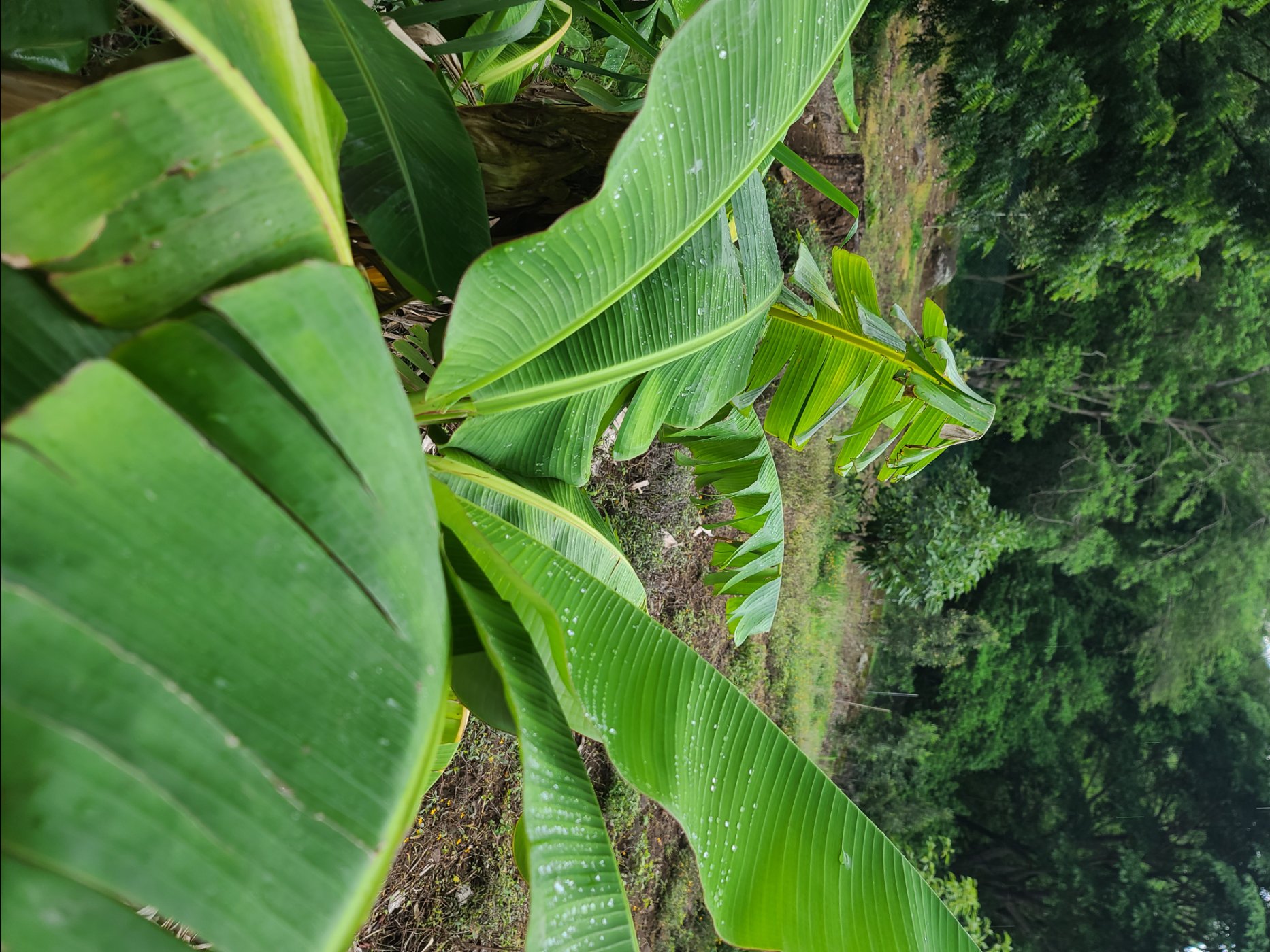 hoja de plátano muy verde y sana