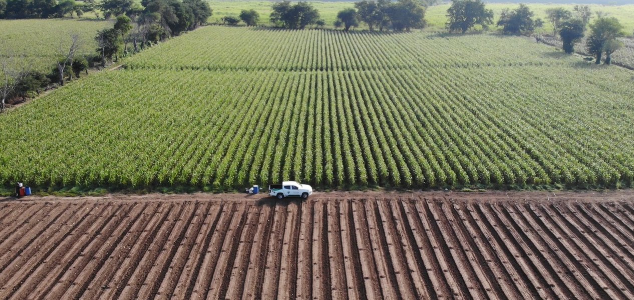 cultivo de maíz con vista aérea