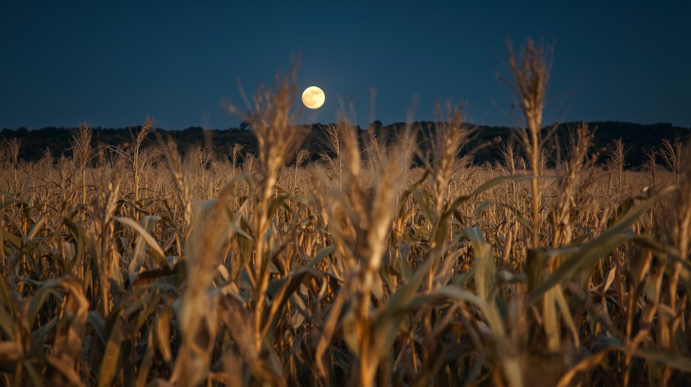 luna llena en campo de maíz seco