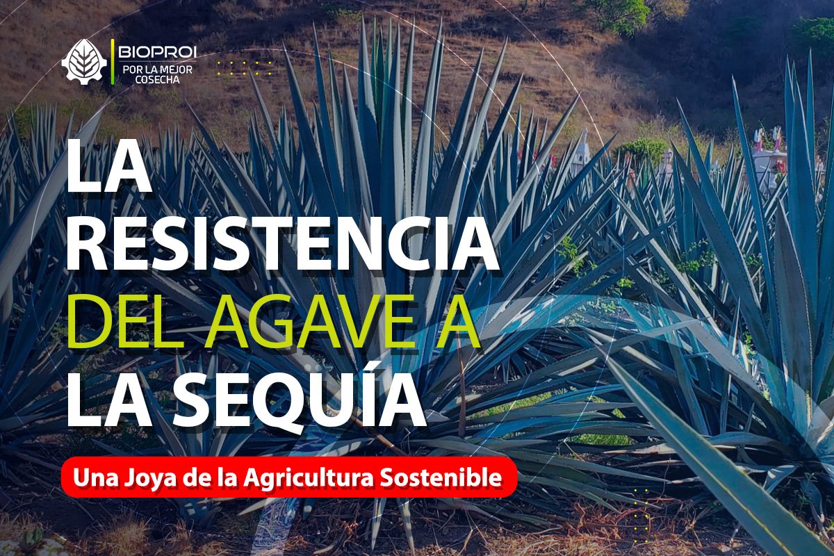 Cultivo de agave azul