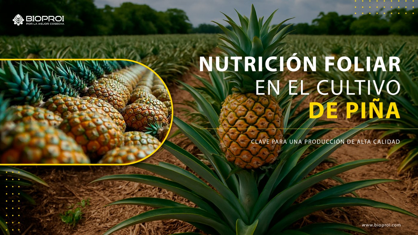 Predio de piña