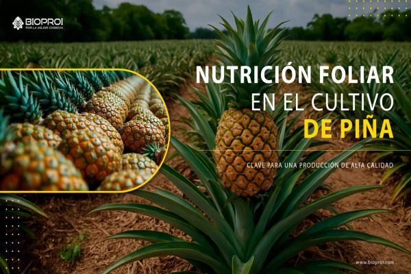 Predio de piña 