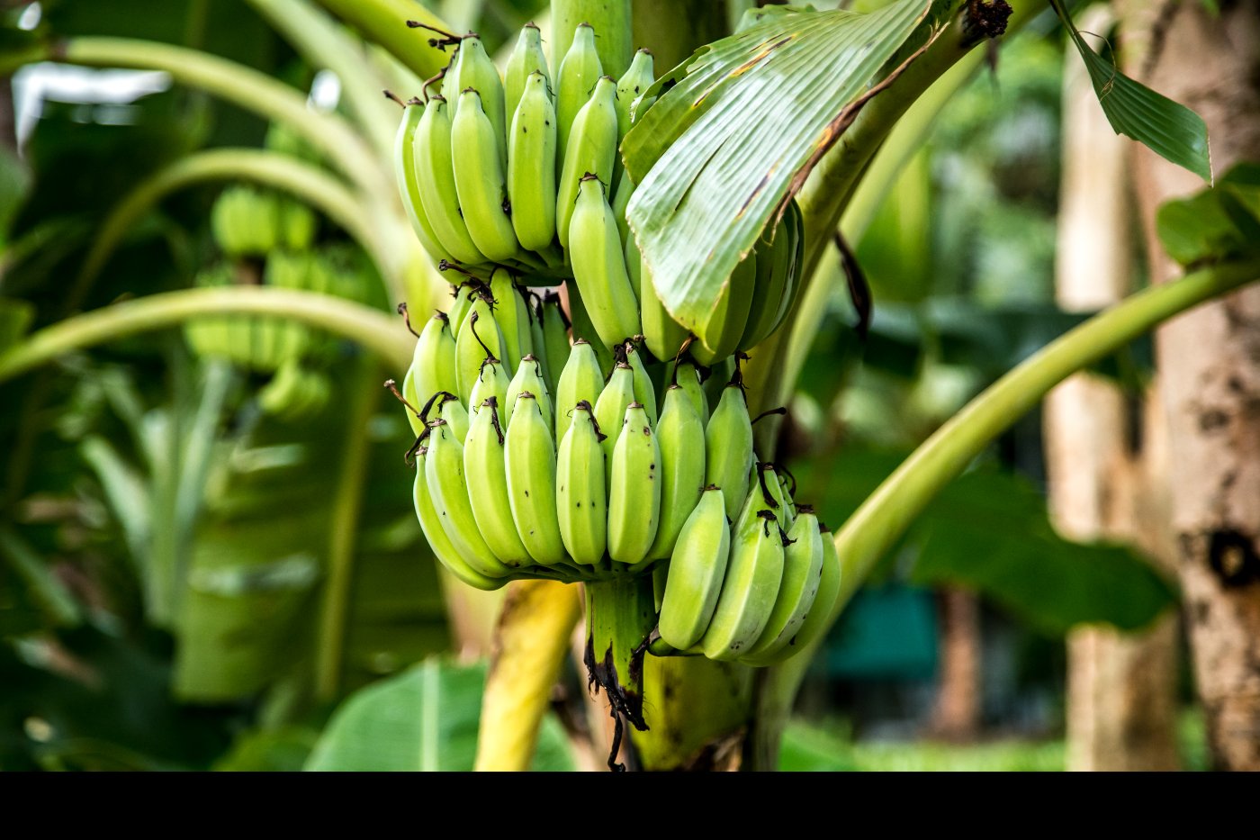 cosecha de plátano 
