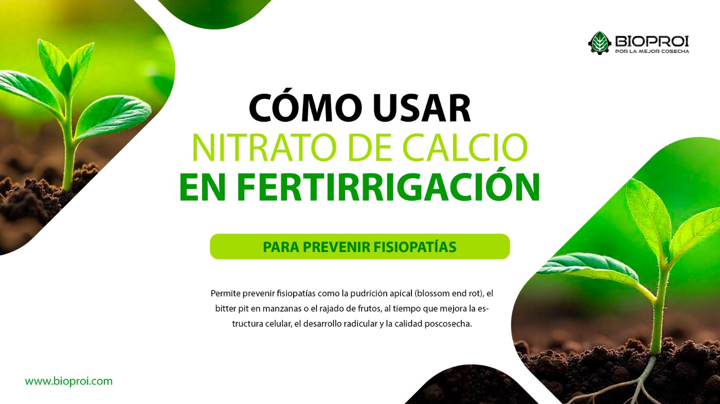 Plantas sanas en suelos fértiles