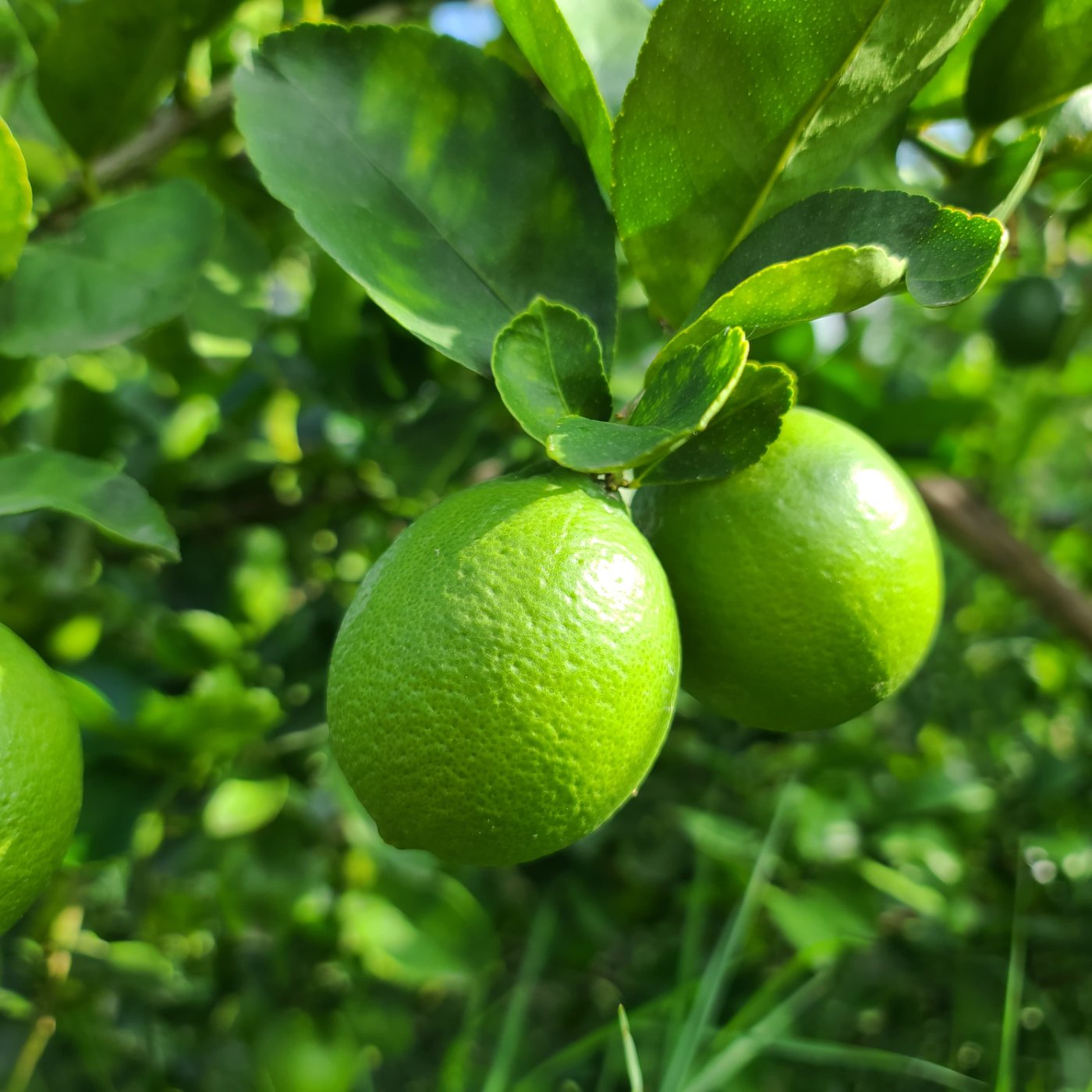cultivo de limón 