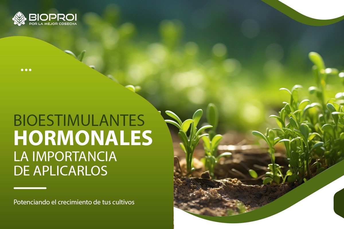 plantas en crecimiento