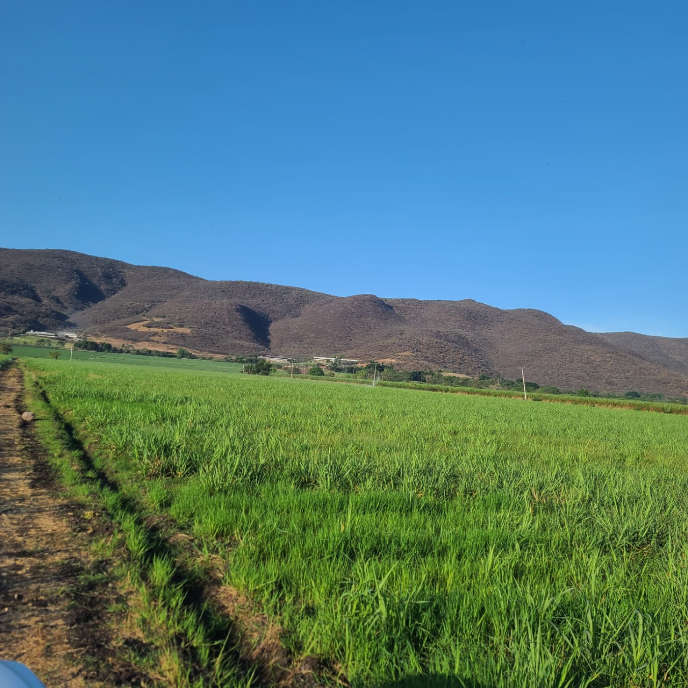 Caña de azúcar grande 