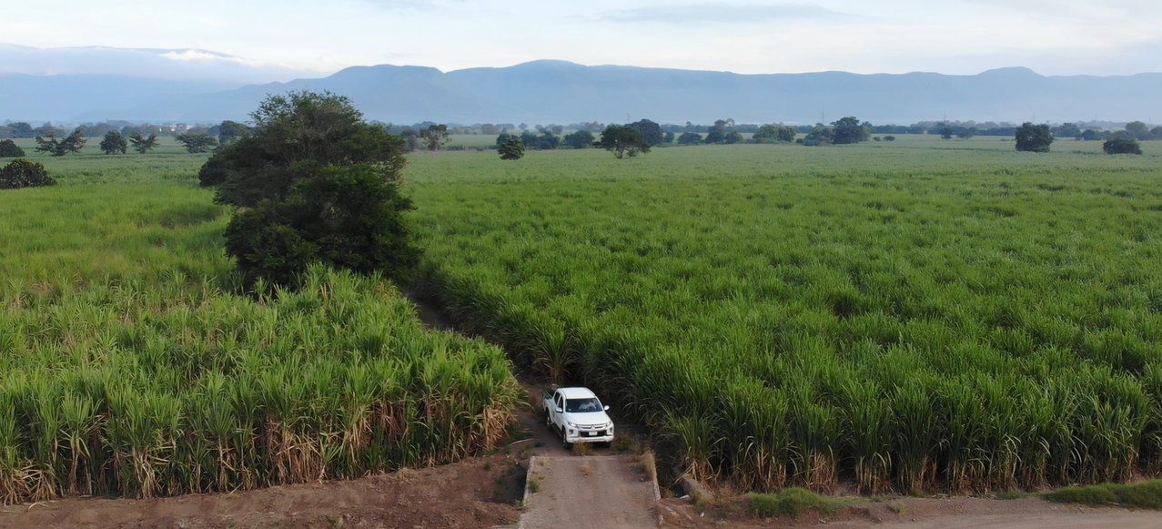 Predio de caña de azúcar 