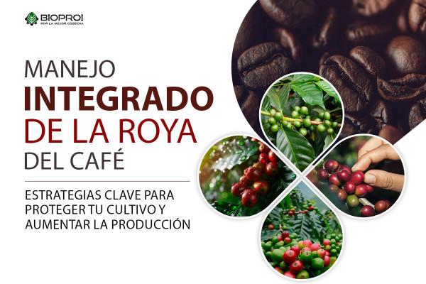 Granos de cafe 