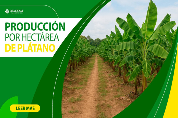 predio de cultivo de plátano 