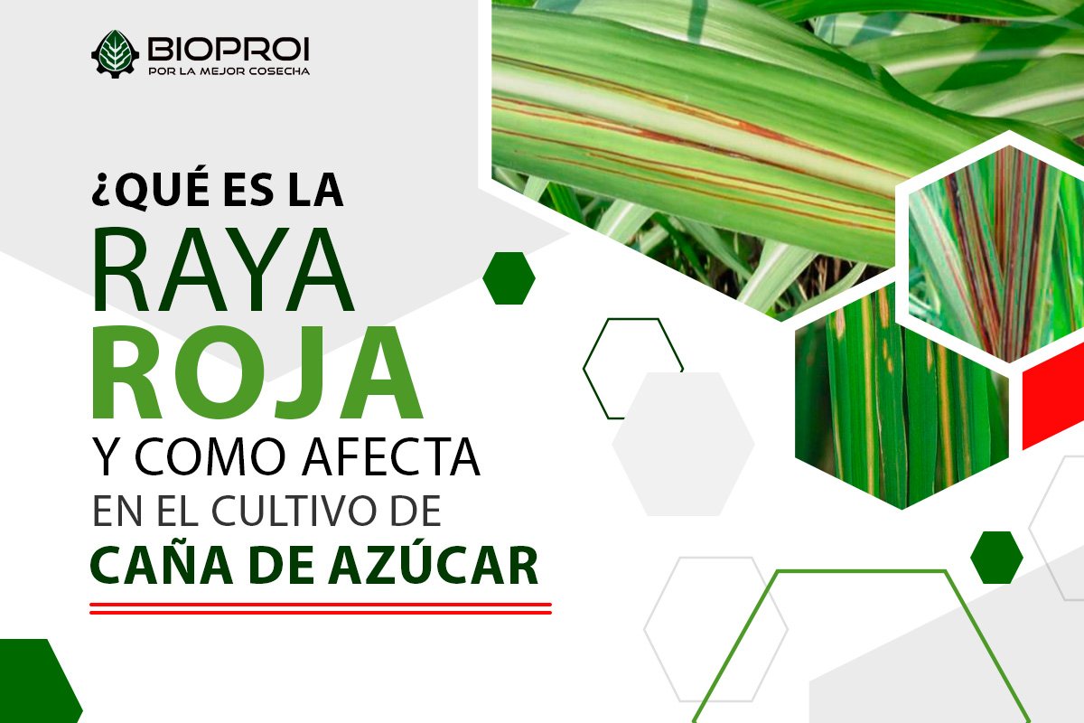 La raya roja en el cultivo de caña de azúcar 